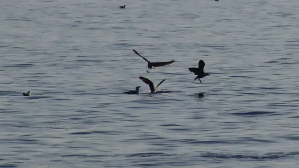 Gaviotas Amenizhén Mar — стоковое фото