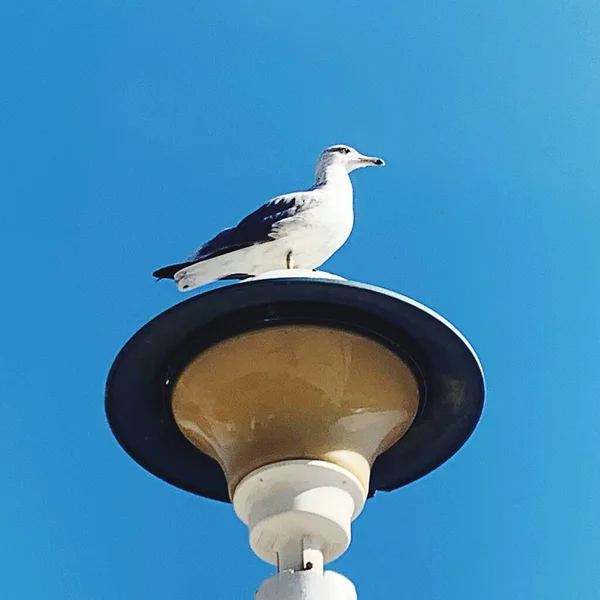 Winter Golven Crashen Kust Van Torre Del Mar Strand — Stockfoto