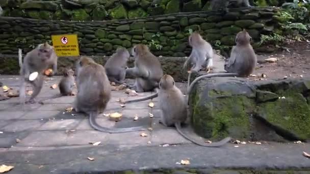 Un gruppo di macachi a Bali, papaveri mangiare sullo sfondo di architettura antica — Video Stock