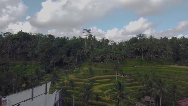 Risterrasser. Risfält i Bali. Risfält på sluttningarna. — Stockvideo