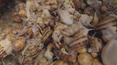 Salyangozlar yakın plan. Çiftlikteki salyangozlar. Yiyecek için endüstriyel salyangoz çiftliği