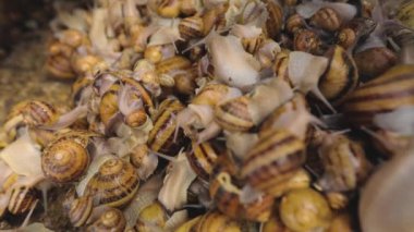 Çiftlikte bir sürü salyangoz var. Salyangoz yetiştiriyorum. Çiftlikteki salyangozlar.