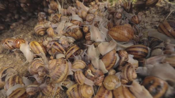 Schnecken auf dem Hof. Auf dem Hof gibt es viele Schnecken. Wachsende Schnecken — Stockvideo