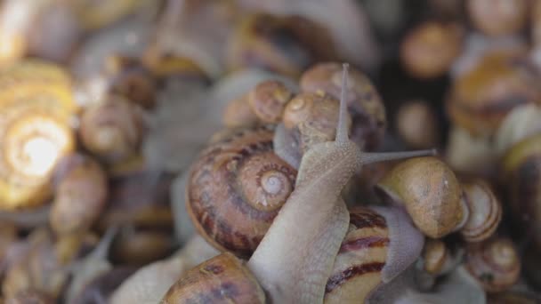 Caracóis de perto. Caracóis no close-up da fazenda. Agricultura industrial de caracóis de comida — Vídeo de Stock