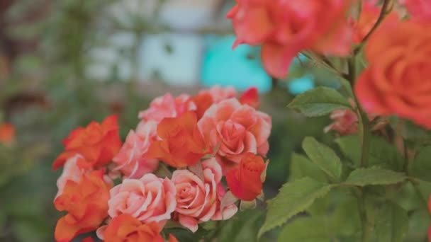 A rózsák bezárnak. Gyönyörű vörös rózsabimbók. Virágzó rózsabokor — Stock videók