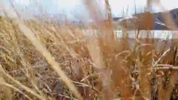 Nordenskjold meer, chili, patagonië, nationaal park Torres del Paine — Stockvideo