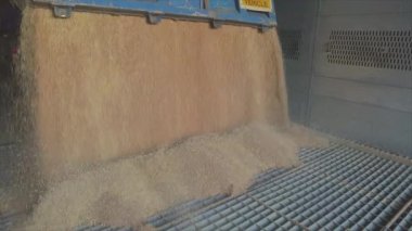 Tahılları depolama silolarına yüklemek, güzel bir buğday çerçevesi.