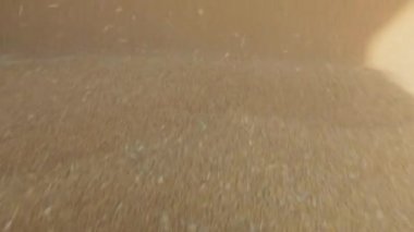 Depoda buğday var. Buğday Hasadı, Buğday Deposu