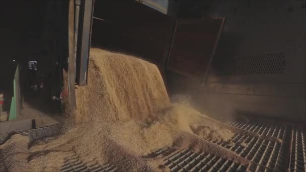 Slow motion frame van tarwe lossen van een vrachtwagen naar een magazijn, slow motion frame van tarwe laden in een magazijn — Stockvideo