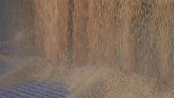 Buğdayın düşüşüne yakın çekim, buğdayı ambara yükleme — Stok video