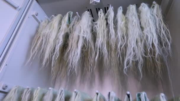 Sušení vlasů, sušení paruk ve výrobě — Stock video