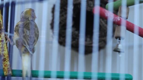 Gorriones enjaulados, pájaro en una jaula, pájaro divertido en una jaula — Vídeos de Stock