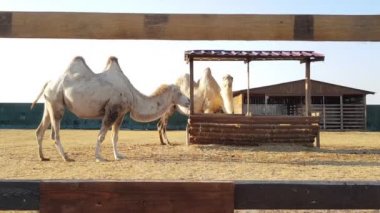 Hayvanat bahçesindeki deve. Deve çitin arkasında yer.