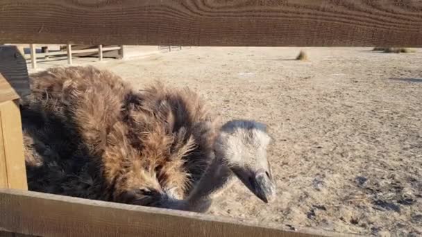 Devekuşu çiftliği. Tahta bir çitin arkasındaki devekuşları. Devekuşları özgürce dolaşır — Stok video