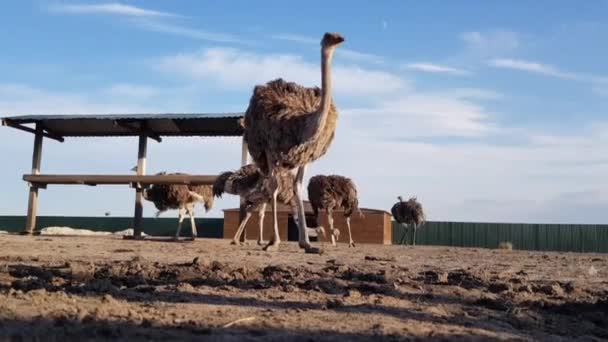 Ostriches behind a wooden fence. Ostrich farm. Ostriches roam freely — Stock Video