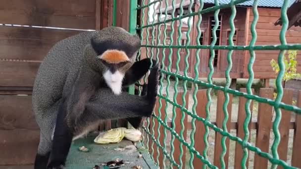 Um grande plano de macaco. Macaco cabeça close-up. Macaco bonito em uma gaiola — Vídeo de Stock