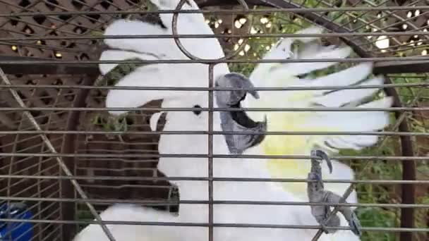 Cacatúa blanca en una jaula. La cacatúa aletea sus alas en una jaula. Cacatúa grita y aletea sus alas en una jaula — Vídeo de stock