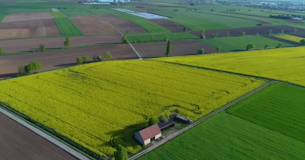 Agricoltura, Agricoltura europea, campo giallo colorato, campi colorati di agricoltori — Video Stock