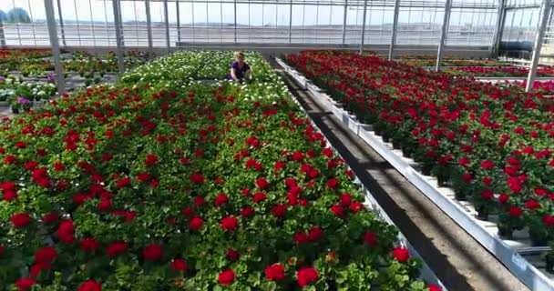 Menschen arbeiten in einem Gewächshaus, einem Gewächshaus mit Blumen, Menschen arbeiten mit Blumen in einem Gewächshaus, ziehen Pflanzen von Zierpflanzen, bunte Blumen in einem hellen Gewächshaus. — Stockvideo