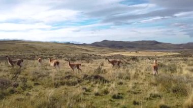 Lama 'lar doğada, patagonya' da, Şili 'de otlar. Patagonya, Şili 'deki dağların arka planında vahşi lama