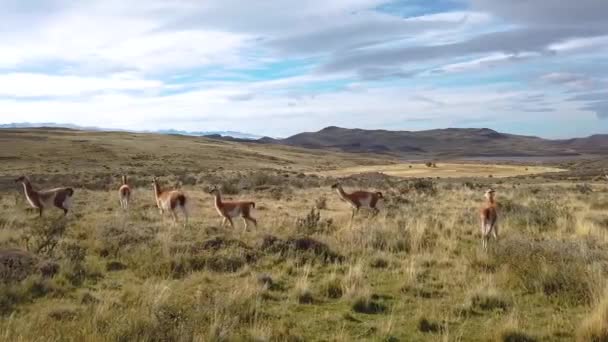 Las llamas pastan en la naturaleza, la patagonia, el chile. Llamas silvestres sobre un fondo de montañas en Patagonia, Chile — Vídeos de Stock