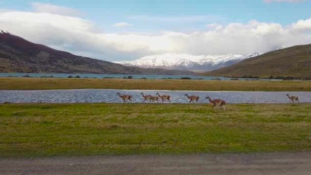 Llamas pastam na natureza, patagônia, chile. Llamas selvagens em um fundo de montanhas na Patagônia, Chile — Vídeo de Stock