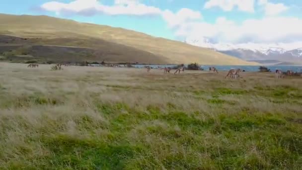 Lamy pasą się w naturze, patagonia, chile. Dzikie lamy na tle gór w Patagonii, Chile — Wideo stockowe