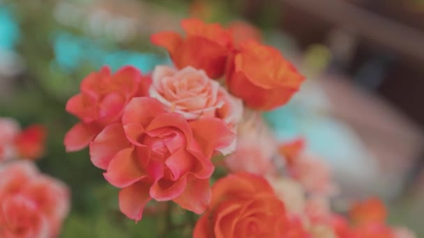 Arbusto de rosas floreciente. Bonitos capullos rojos. Las rosas se acercan — Vídeos de Stock