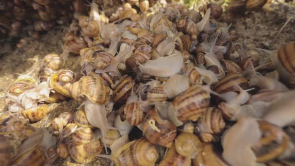 Σαλιγκάρια στη φάρμα. Υπάρχουν πολλά σαλιγκάρια στη φάρμα. Καλλιέργεια σαλιγκαριών — Αρχείο Βίντεο