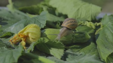Sebze iliğine yakın plan salyangoz. Bahçedeki salyangoz. Doğal ortamında salyangoz. Salyangoz çiftliği.
