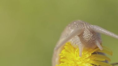 Karahindiba üzerinde çimlerde salyangoz. Helix Aspersa salyangozu çimlerin üzerinde. Çimenlerde güzel bir salyangoz