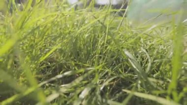 Çimenlerde hareketlilik var. Kamera çimenlerin arasında hareket ediyor, yeşil çimenler yakın plan..