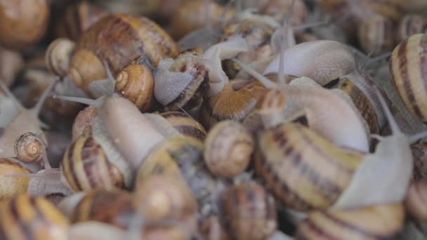 Hay muchos caracoles en la granja. Caracoles en crecimiento. Caracoles en la granja. — Vídeos de Stock