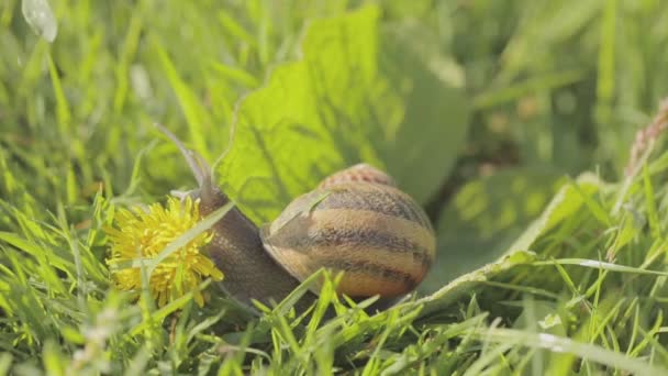 Çimlerde salyangozlar. Bahçedeki salyangoz. Doğal ortamında salyangoz. Salyangoz çiftliği. — Stok video