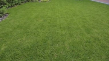 Yoğun yeşil çimenlik yakın plan. Yeşil çimenler kapansın. İyi bakımlı yeşil çimenler. Yakın plan..