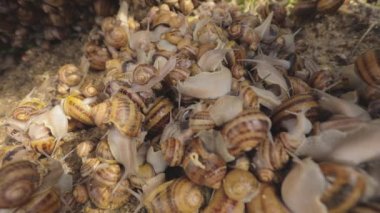 Salyangozlar yakın plan. Çiftlikteki salyangozlar. Yiyecek için endüstriyel salyangoz çiftliği