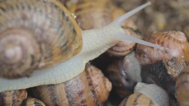 Salyangozlar yakın plan. Çiftlikteki salyangozlar. Yiyecek için endüstriyel salyangoz çiftliği