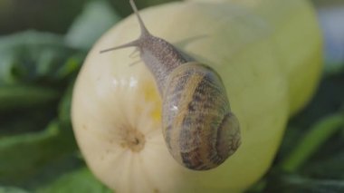 Bahçedeki salyangoz. Doğal ortamında salyangoz. Salyangoz çiftliği. Sebze iliğinde salyangoz. Yakın plan..