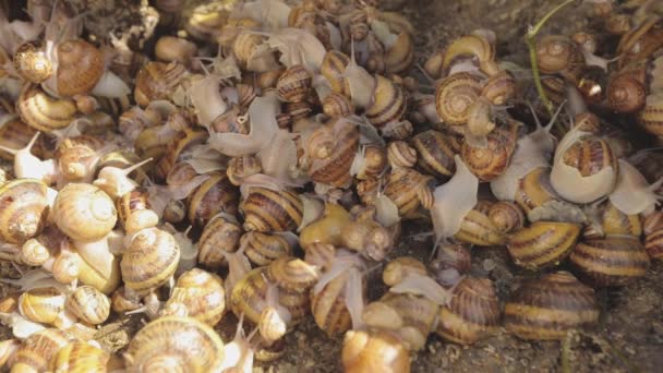 Agricultura industrial de caracóis de comida. Caracóis de perto. Caracóis na fazenda close-up. — Vídeo de Stock