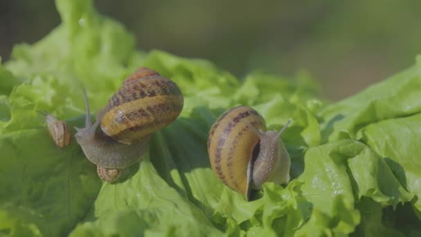 Helix Aspersa Maxima çimlere yaklaş. Helix Aspersa Muller çimenlerdeki yeşil arka planda. Salyangoz yetiştiriyorum. Salyangoz çiftliği — Stok video