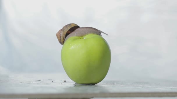 En snigel kryper över ett äpple. Snigel på ett grönt äpple. Snigel på ett äpple närbild. — Stockvideo