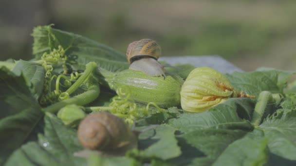 Snigelodling. Snigel på en grönsaksmärg närbild. Snigel i trädgården. Snigel i naturlig livsmiljö — Stockvideo