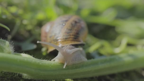 在自然环境中的蜗牛。蜗牛爬过花园.在绿色背景下的特写. — 图库视频影像