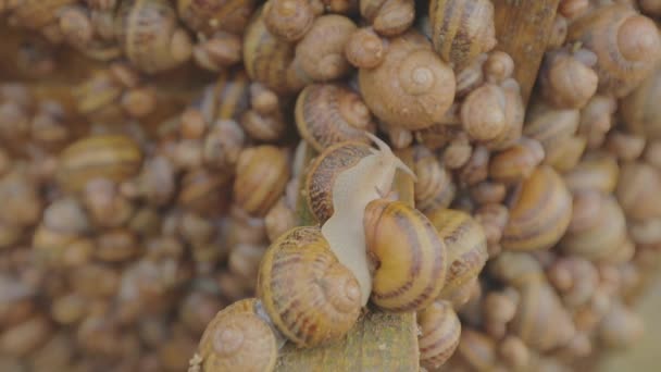 El proceso de cultivo de caracoles. Hay muchos caracoles en la granja. Caracoles en el primer plano de la granja. Granja de caracoles. — Vídeos de Stock