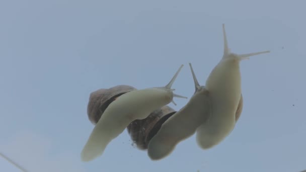 Schnecken auf transparentem Glas. Schnecken krabbeln auf Glas vor blauem Himmel. Schnecken auf Glas in Großaufnahme — Stockvideo