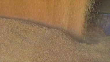 Depoda buğday var. Buğday Hasadı, Buğday Deposu