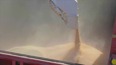 Denizden nakil için bir kargo gemisine tahıl yüklemek. Gemi limanda buğdayla dolu. Buğday ihracatı. Deniz ihracatı. Tarım