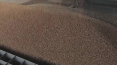 Kamyondan depoya yavaş çekimde buğday boşaltımı, depoya ağır çekimde buğday yüklemesi.
