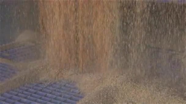Погрузка зерна в хранилища, красивая рама из пшеницы — стоковое видео