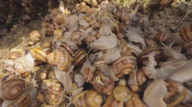 Çiftlikteki salyangozlar. Çiftlikte bir sürü salyangoz var. Büyüyen salyangozlar